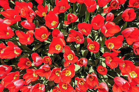从上方拍摄的明亮红色郁金香 荷兰里西Keukenhof花园图片