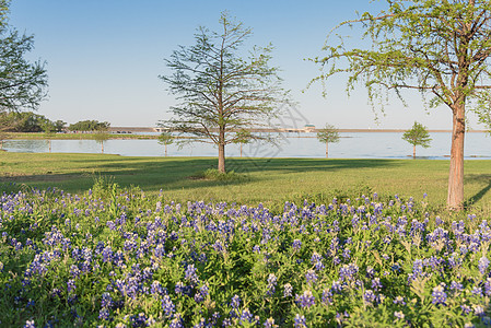 春季在湖附近开花的蓝邦花朵 在春天植物天空野花公园弯曲蓝色花园草地风景农村图片