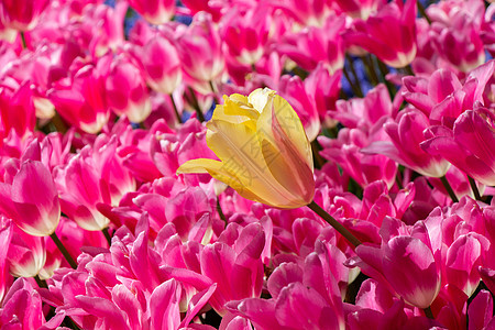春天盛开的郁金香花作为花卉背景郁金香绿色植物群植物白色花朵花园粉色图片