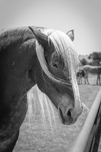比利时马头在美国农场近距离特写的牧场上的过滤图像场地家畜鬃毛哺乳动物力量草稿农村马术农业骑士图片