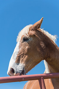 美国农场牧场的比利时马 特制农田骑士动物草稿农村鬃毛草地马术天空软毛图片