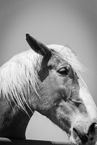 比利时马头在美国农场近距离特写的牧场上的过滤图像草地农业场地力量家畜骑士马术农村软毛宠物图片