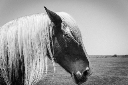 比利时马头在美国农场近距离特写的牧场上的过滤图像场地农田家畜马术鬃毛农业宠物天空草地草稿图片