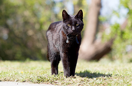 花园里的黑猫晴天时间黑色衣领图片