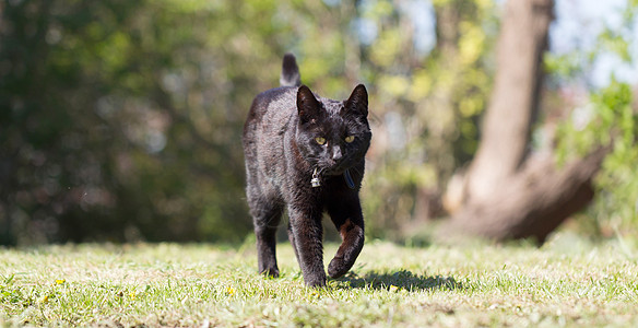 花园里的黑猫衣领晴天时间黑色图片