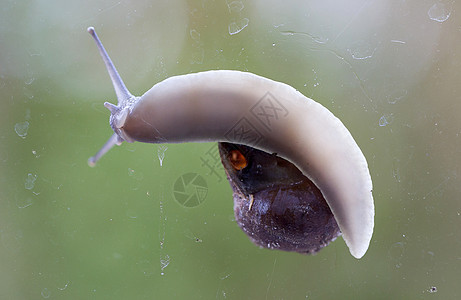 普通花园蜗牛下侧视图  Ditry玻璃窗天线窗口窗户腹部动物绿色玻璃水平触角探索图片