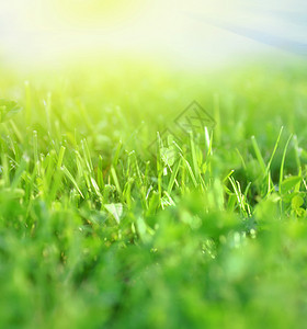 新鲜的春青草自然射手背景图片