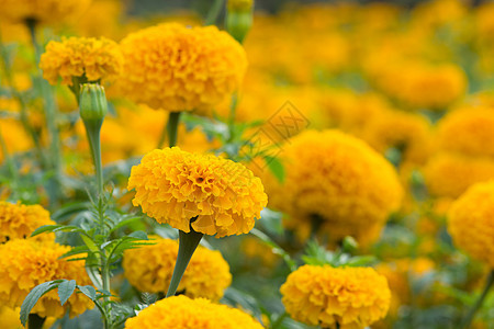 柳花花植物学花园雏菊草本植物花瓣花朵金子场地橙子季节图片