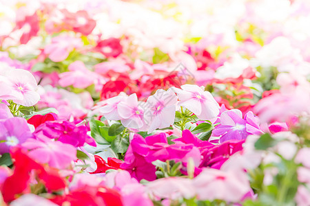 温卡玫瑰花花宏观公园花瓣生长叶子植物学墙纸园艺植物玫瑰图片
