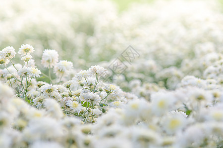 白菊花 花园里的菊花图片