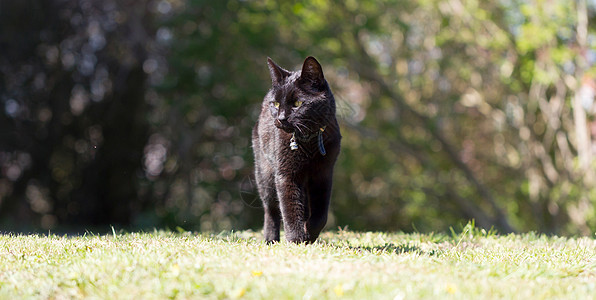 花园里的黑猫时间衣领黑色晴天图片