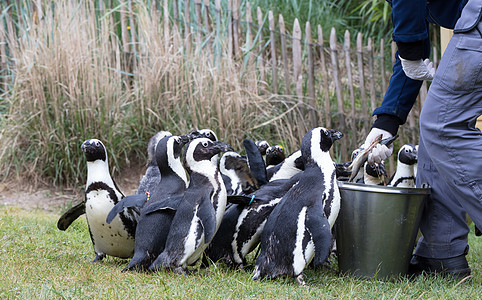 Pinguin正在进食野生动物燕尾服海洋荒野岩石享受游泳异国生活斗争图片