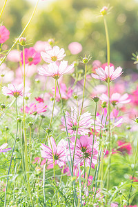 鲜花在大自然中 甜美的本底天空阳光花瓣晴天蓝色农村植物雏菊植物群日落图片