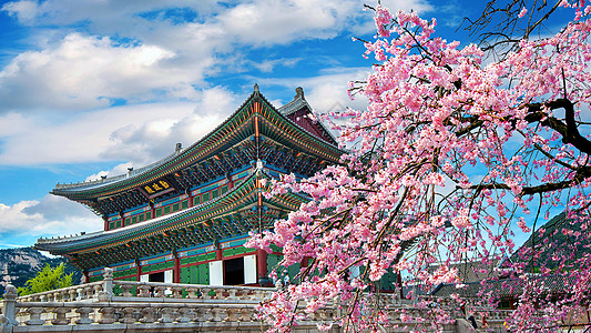 韩国东大门春天的樱花开花 韩国首尔背景