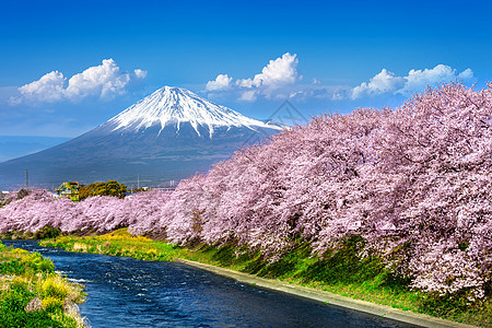 藤山和樱花 在春天 日本节日观光火山地标旅行风景全景游客花园公园图片