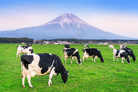 在日本藤山前的绿地上吃红草的牛群牛奶动物农场奶牛旅行牛肉奶制品公吨牧场农田图片