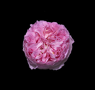美丽的粉红玫瑰花紧闭的花朵图片