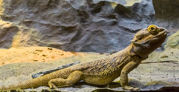 紧闭的长胡子龙蜥蜴 来自澳大利亚的热带爬行动物 受欢迎的宠物图片