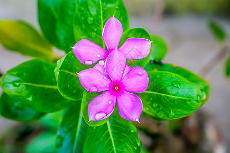 粉红色的仙客来 叶子的图案各不相同 花瓣被雨滴弄湿了 它是一种多年生开花植物 报春花科 主要分布于欧洲和地中海盆地以及伊朗野花花图片