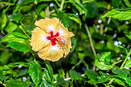 芙蓉 玫瑰锦葵或沙龙玫瑰 锦葵科锦葵科的开花植物属 原产于世界暖温带 亚热带和热带地区田园花粉植物学野花郁金香枝条阳光牧场图案衬图片