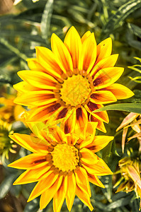杂色菊非洲雏菊 雏菊喜欢黄色的复合花 生长在夏天 它是南部非洲菊科的一种开花植物野花花卉牧场衬套田园领域牡丹园艺风光花粉图片