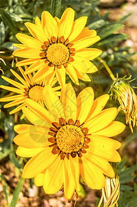 杂色菊非洲雏菊 雏菊喜欢黄色的复合花 生长在夏天 它是南部非洲菊科的一种开花植物植物学花粉植物群牧场晴天风光茶花枝条水仙花野花图片