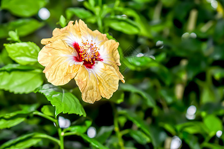 芙蓉 玫瑰锦葵或沙龙玫瑰 锦葵科锦葵科的开花植物属 原产于世界暖温带 亚热带和热带地区盆栽阳光野花植物园图案郁金香花卉草本植物国图片