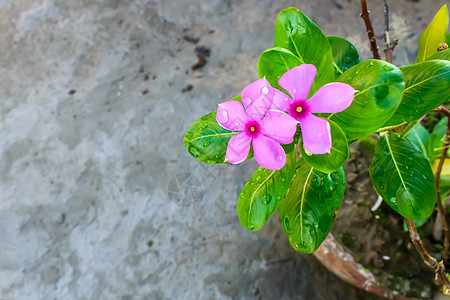 粉红色的仙客来 叶子的图案各不相同 花瓣被雨滴弄湿了 它是一种多年生开花植物 报春花科 主要分布于欧洲和地中海盆地以及伊朗盆栽茶图片