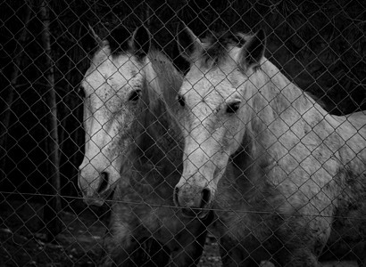 马背在围栏后面场地自由马匹荒野动物家畜马术哺乳动物鬃毛牧场图片