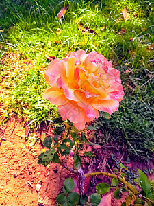粉色锌花和黄色中心场地花园植物学花瓣紫色乡愁公园植物植物群雏菊图片