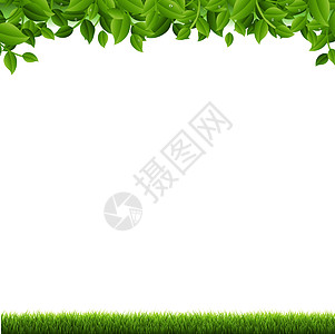 绿草和叶草边界白背景图片