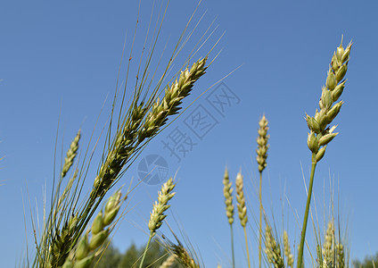 绿麦田和黑麦耳朵对蓝天大麦小麦收成季节场景阳光晴天农村粮食天空图片