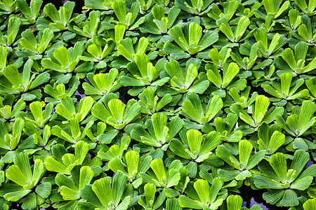 Pistia 是天南星科天南星科的单型属 用于水族馆的草类水生植物 背景热带果乐植物季节墙纸植物学植物群环境花园宏观图片