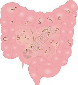 肠内自动微生物学感染幼虫圆形器官蛔虫腹部寄生蠕虫消化图片