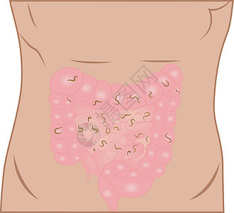 肠内自动蠕虫腹部蛔虫寄生疾病器官肠胃圆形生物学感染图片