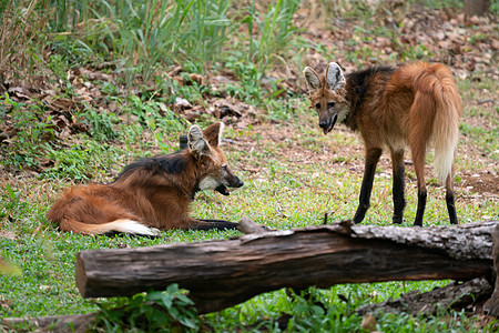 曼尼特狼绿色动物园红色动物群犬科毛皮野生动物动物哺乳动物黑色图片