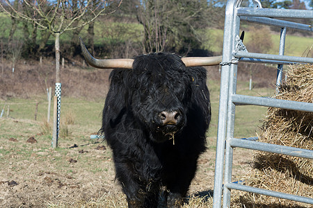 苏格兰高地牛国家旅行动物农场牛肉头发农业牦牛奶牛牧场图片
