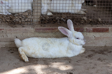 在笼子旁边的地板上躺着一只白兔 里面还有其他兔子图片