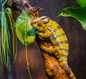 绿色和黑色带状豹变色龙的特写 来自马达加斯加的彩色热带蜥蜴 流行的异国情调和彩色宠物图片
