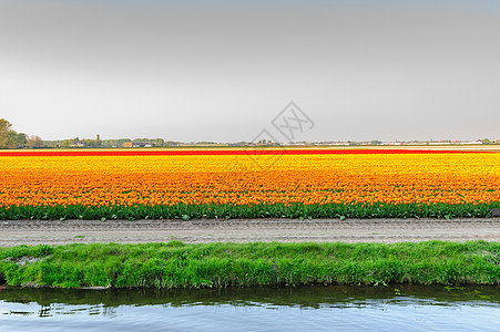 花与水滴素材在荷兰 图利普田与水的视图背景