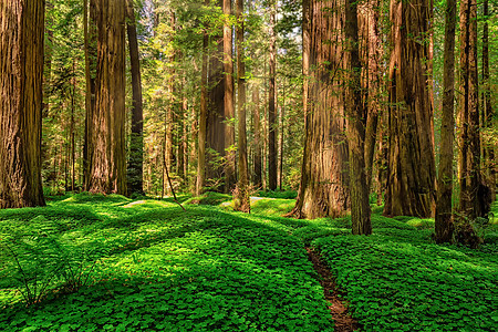 美丽的北加利福尼亚州红木森林景观 美景木头生活树木游客三叶草国家阳光植物天空红杉图片