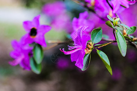 粉红色的花 罗多德伦的子 叫做普通的或色的子插图植物群紫色紫丁香植物叶子花朵园艺玫瑰宏观图片