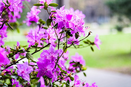 开花灌木杜鹃花 杜鹃花的粉红色花朵 杜鹃花的种植 照料和栽培 春天 公园 花园图片
