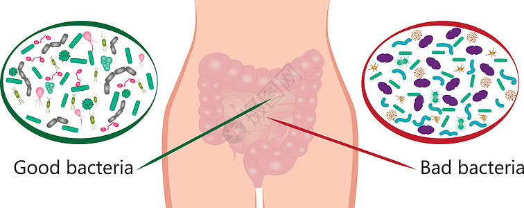 实验性细菌植物 好坏细菌 矢量图解插图微生物病菌肠胃疾病生物大肠杆菌图表植物群感染图片