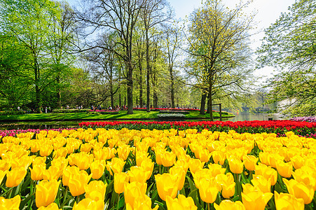 荷兰的图利普字段晴天植物群植物园艺火焰郁金香季节公园花园图片