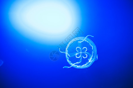 透明月亮水母在西班牙圣塞巴斯蒂安的深蓝水中顺利游泳蓝色光点情调异国生物野生动物水族馆享受海蜇亮度图片