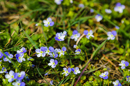 蓝紫紫紫花背景 Lobelia 自然背景蓝宝石异国紫色花瓣植物群季节蓝色植物植物学花朵图片