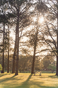 美国公园的金属野餐桌 周围有很多树 阳光照耀着太阳穿透旅行野餐阴影环境炙烤踪迹桌子农村橡木公园图片