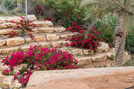 以树为背景的伊莱尔岛果园花朵花园植物群岩石楼梯植物图片