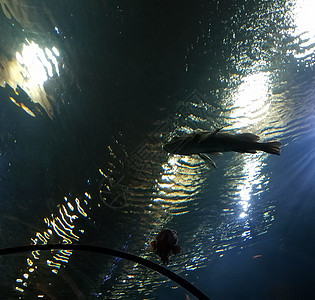 水下隧道 鱼游泳或漂浮在图片